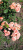 корал экспрешн - coral expression