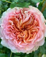 Абрахам Дерби / Abraham Darby