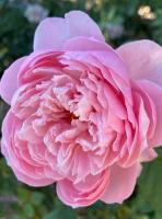 Зе Алнвик Роуз / The Alnwick Rose