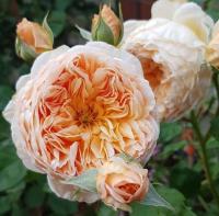Краун принцесса Маргарет / Crown Princess Margareta