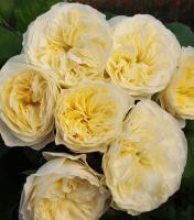 Вайт Вувузела - White Vuvuzela