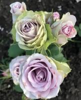 Саманта Бридал / Samantha’s Bridal