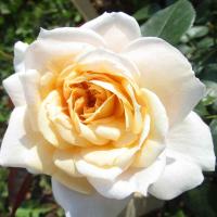 Леонс розе / Lions Rose