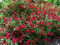 Ред каскад / Red Cascade