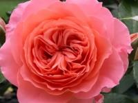 Корал Экспрешн - Coral Expression