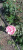 пинк ив пьяже - pink yves piaget пинк ив пьяже - pink yves piaget
