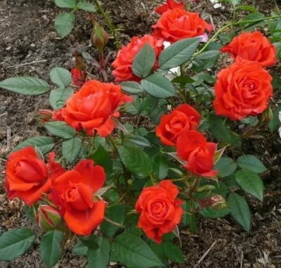 оранж джувел - orange juwel