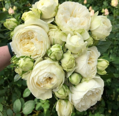 викториан вайт -  victorian white