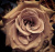 тоффи – toffee тоффи – toffee