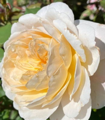 крокус роуз - crocus rose