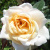 леонс розе / lions rose леонс розе / lions rose