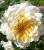 крокус роуз - crocus rose крокус роуз - crocus rose