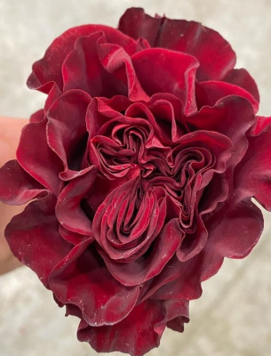 хартс – hearts