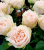 кантри спирит веддинг - country spirit wedding кантри спирит веддинг - country spirit wedding