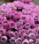 лавендер лейс - lavender lace лавендер лейс - lavender lace