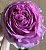лавендер лейс - lavender lace