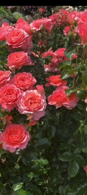 пинк эбунданс - pink abundance