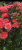 пинк эбунданс - pink abundance пинк эбунданс - pink abundance