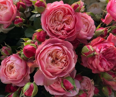 викториан пинк - victorian pink