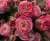 викториан пинк - victorian pink викториан пинк - victorian pink