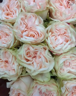 кантри спирит веддинг - country spirit wedding