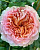 абрахам дерби / abraham darby