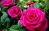 розбери / roseberry розбери / roseberry