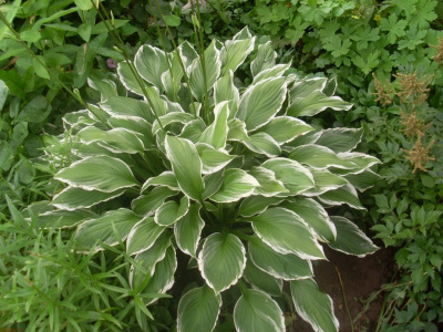 Хоста  Альбомаргината / Undulata Albomarginata