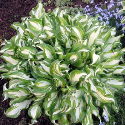 Хоста Ундулата Вариегата / Undulata Mediovariegata