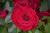 майра ред / майрас ред / mayra’s red майра ред / майрас ред / mayra’s red