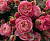 викториан пинк - victorian pink