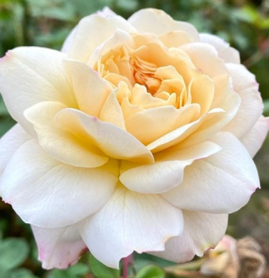 крокус роуз - crocus rose