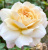 крокус роуз - crocus rose крокус роуз - crocus rose