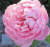 зе алнвик роуз / the alnwick rose зе алнвик роуз / the alnwick rose