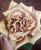 тоффи – toffee тоффи – toffee