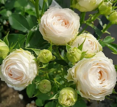 порселейн лейс - porcelain lace