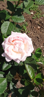 блумсбери / bloomsbury