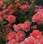 пинк эбунданс - pink abundance пинк эбунданс - pink abundance