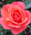 пинк эбунданс - pink abundance пинк эбунданс - pink abundance