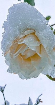 фрозен / frozen