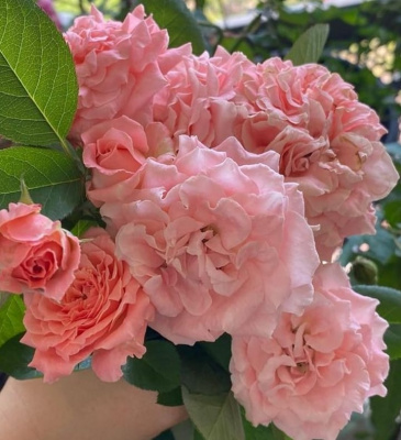 корал желе / coral gelee