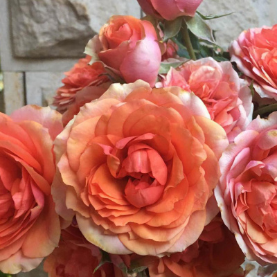 априкот лейс / apricot lace