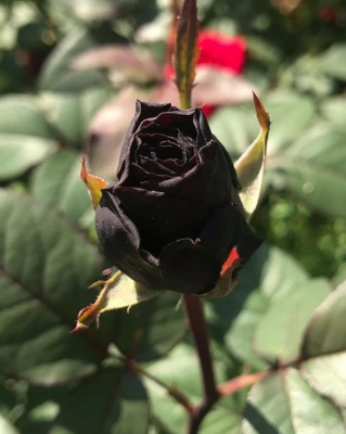 блэк баккара - black baccara