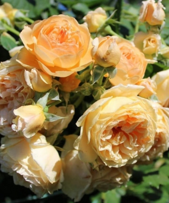 краун принцесса маргарет / crown princess margareta