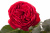 майра ред / майрас ред / mayra’s red майра ред / майрас ред / mayra’s red