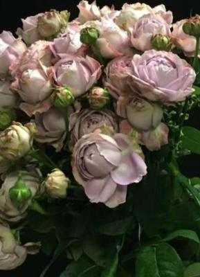 саманта бридал / samantha’s bridal