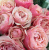 викториан пинк - victorian pink викториан пинк - victorian pink