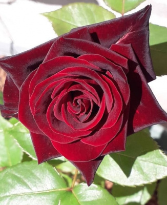 блэк баккара - black baccara