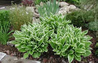 Хоста  Альбомаргината / Undulata Albomarginata