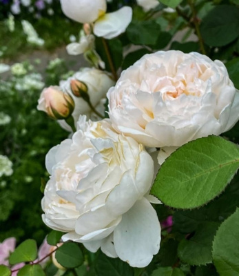 глэмис кастл / glamis castle